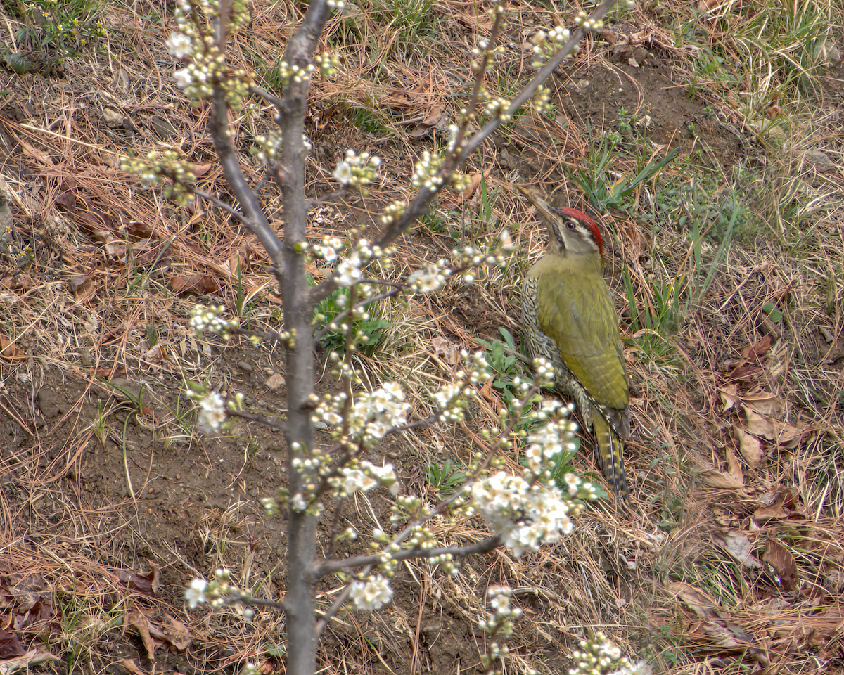 Scaly-bellied Woodpecker - ML642968717