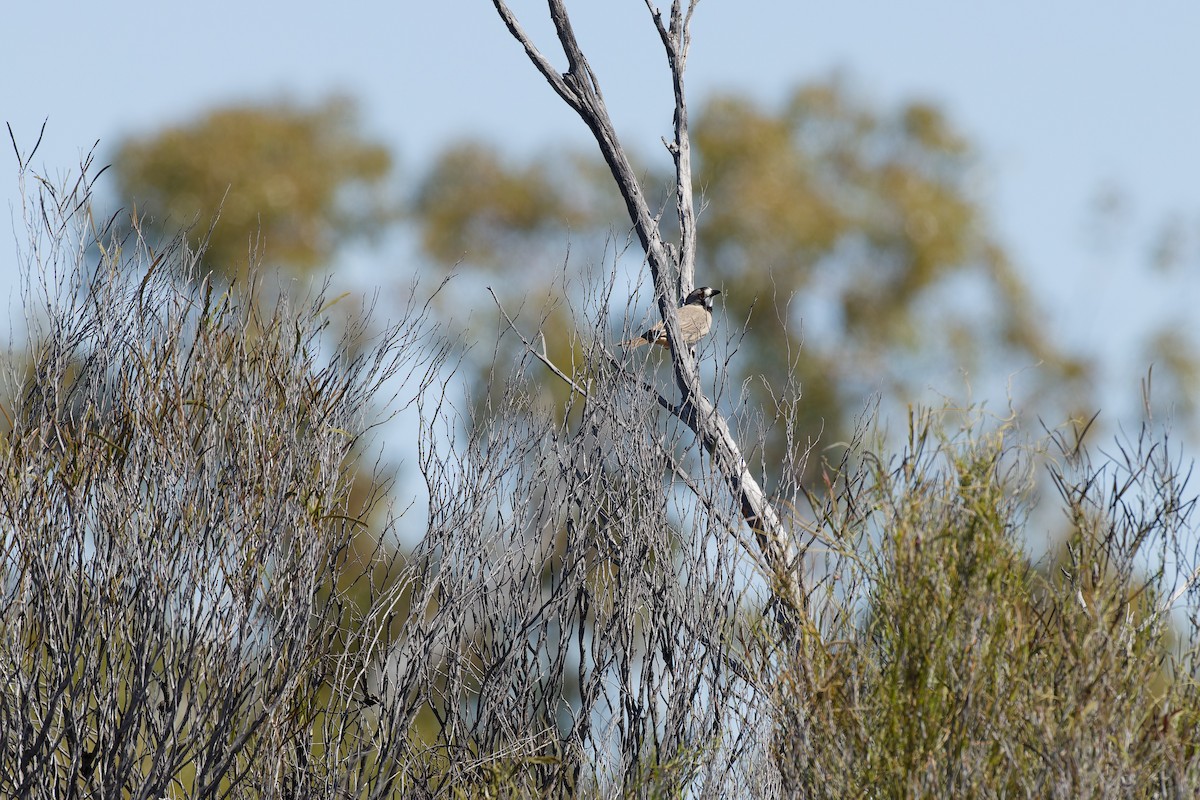 Crested Bellbird - ML642968718