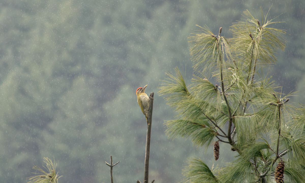 Scaly-bellied Woodpecker - ML642968719