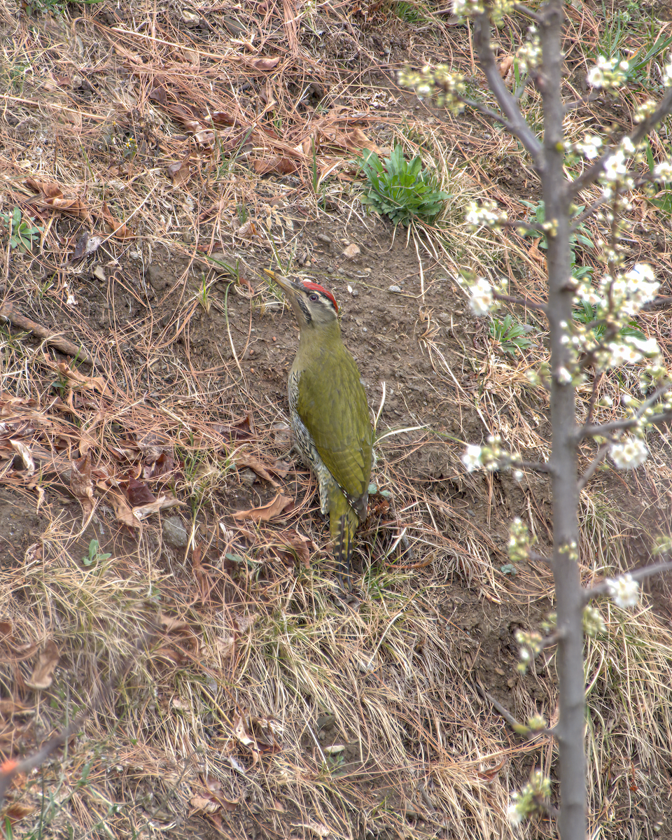 Scaly-bellied Woodpecker - ML642968720