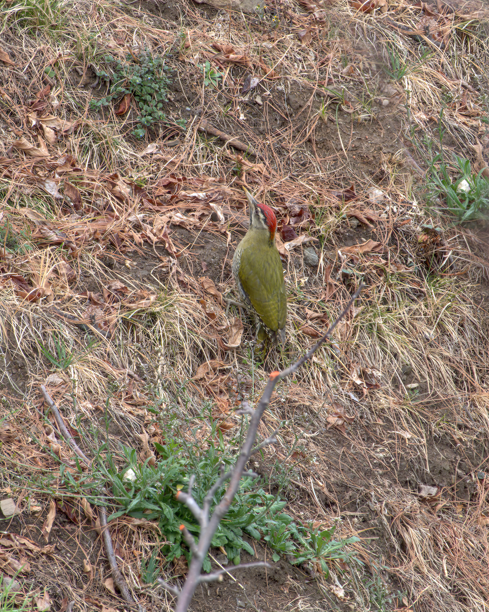 Scaly-bellied Woodpecker - ML642968721