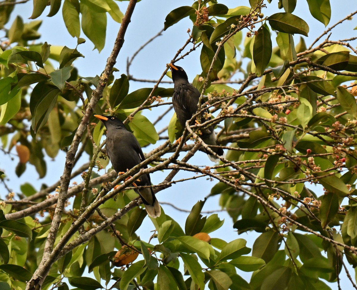 Javan Myna - ML642968725