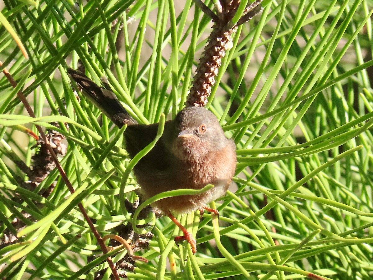Dartford Warbler - ML642968740