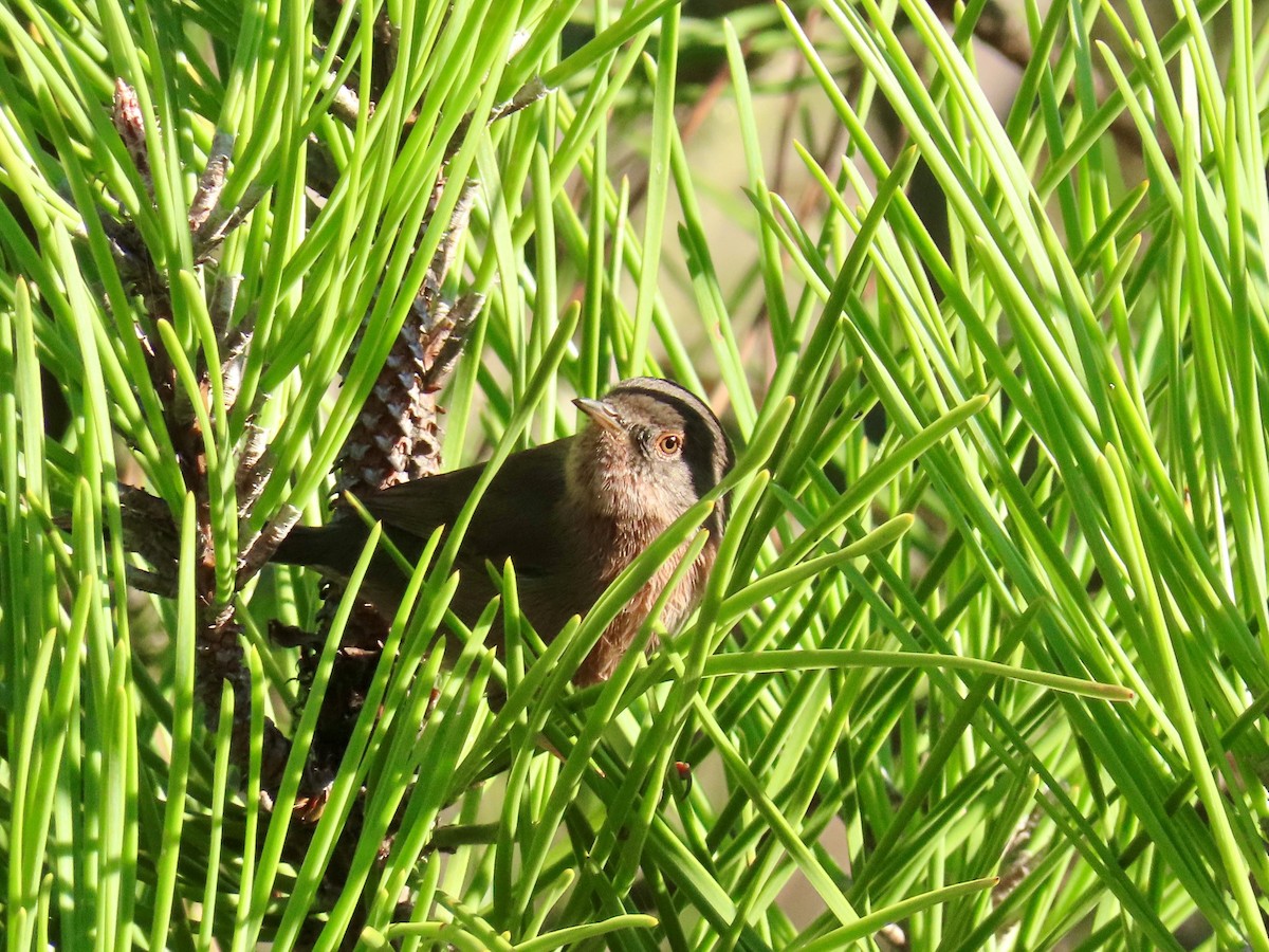 Dartford Warbler - ML642968741