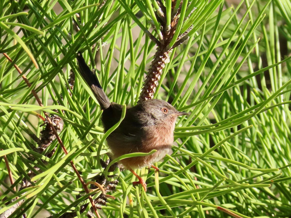 Dartford Warbler - ML642968743