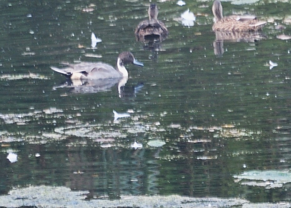 Northern Pintail - ML642968745