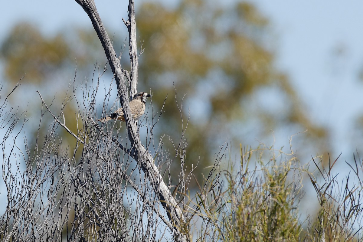 Crested Bellbird - ML642968768