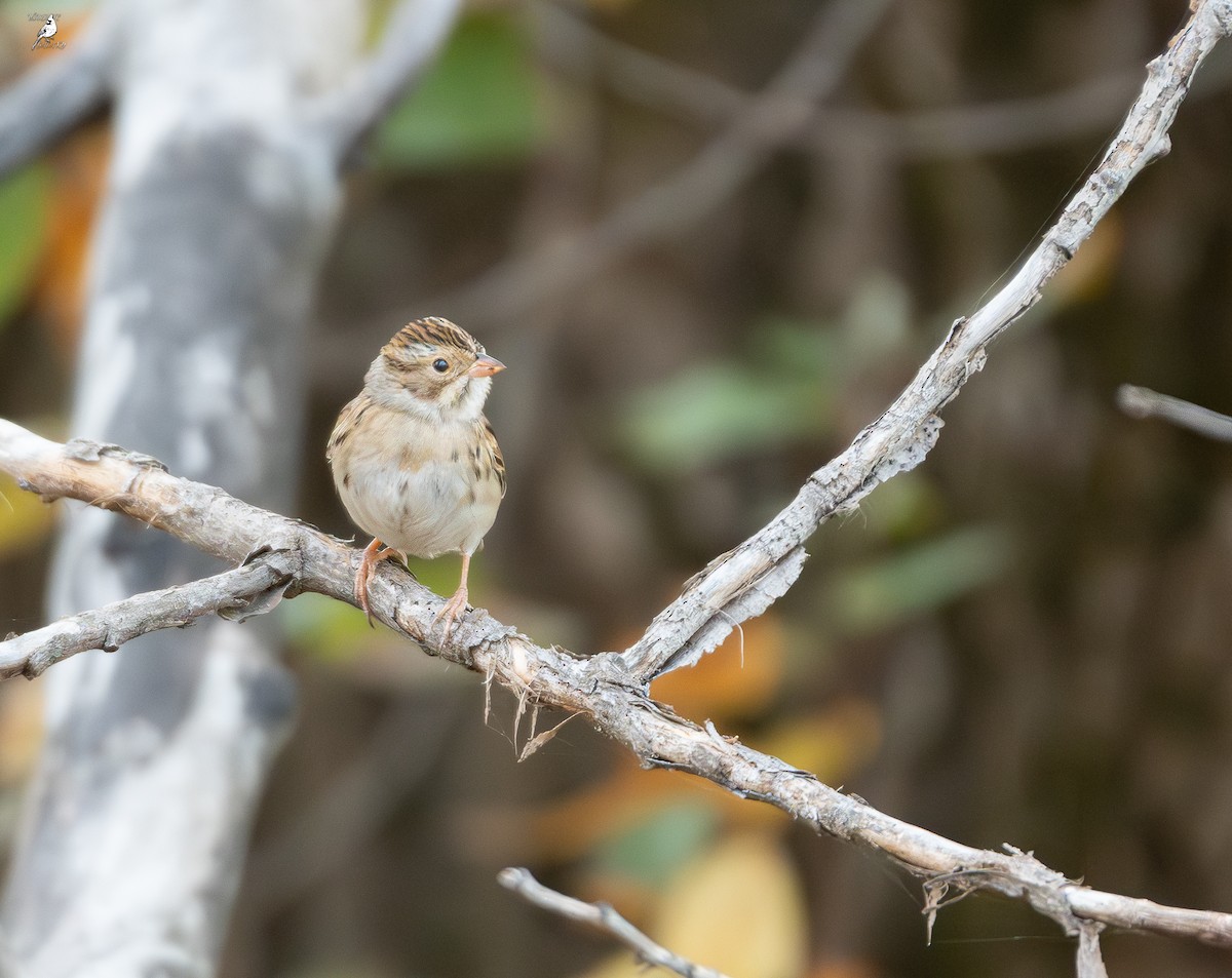 Clay-colored Sparrow - ML642968770
