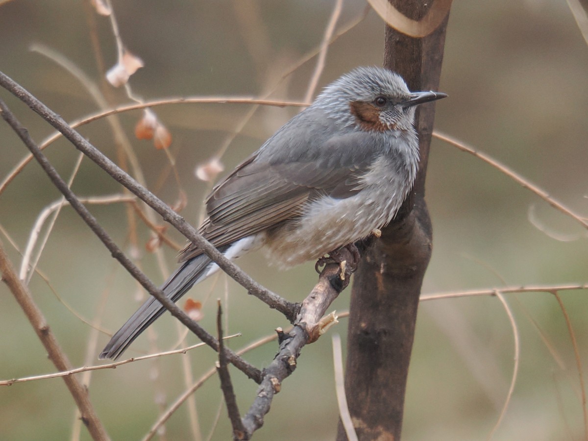 Brown-eared Bulbul - ML642968775