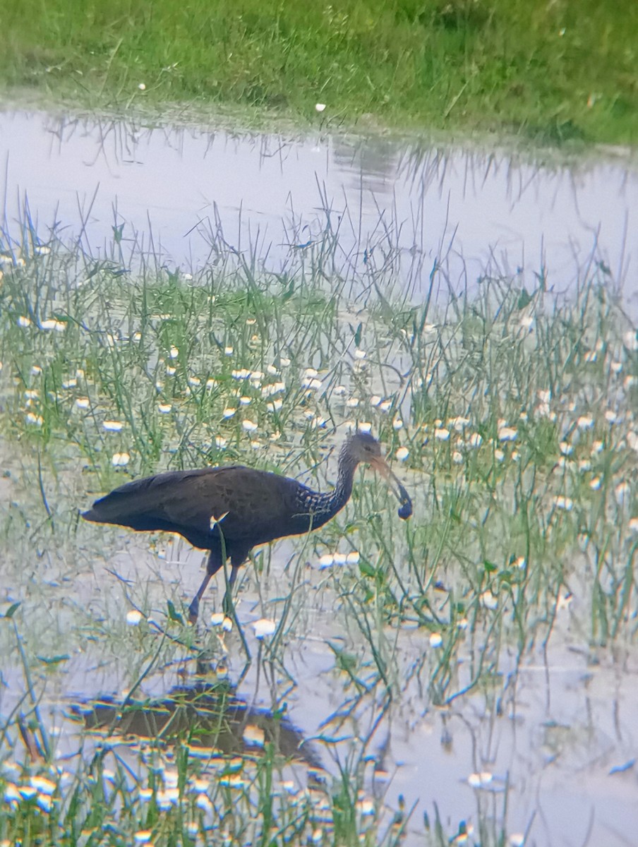 Limpkin - ML642968790