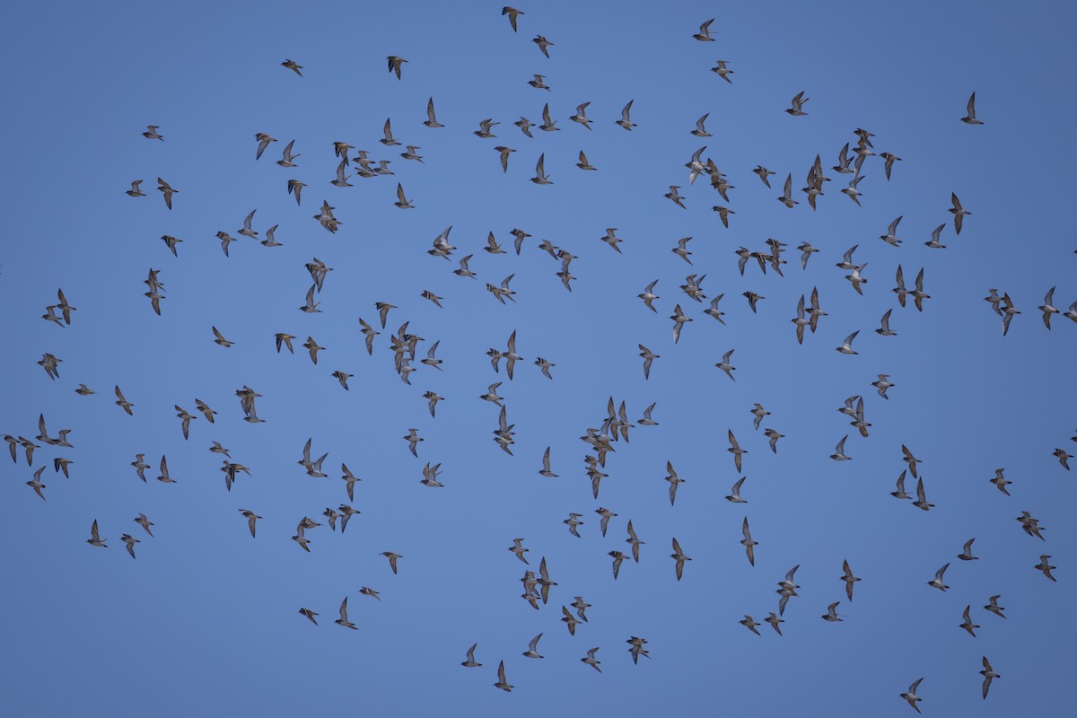 European Golden-Plover - ML642968813