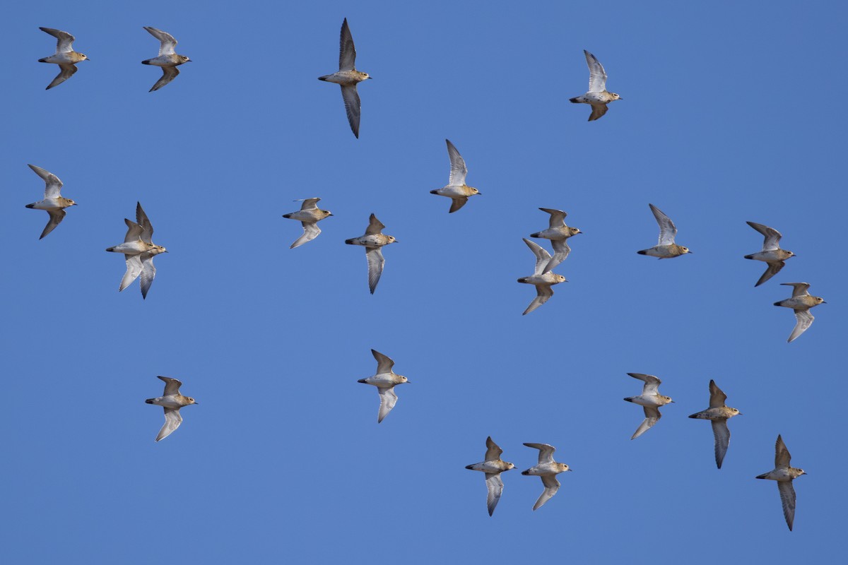 European Golden-Plover - ML642968814