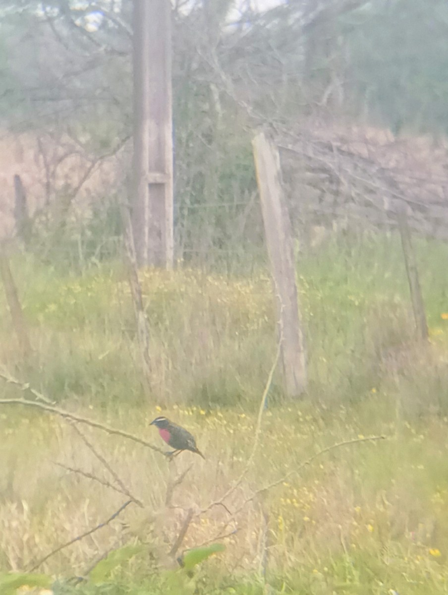 White-browed Meadowlark - ML642968817