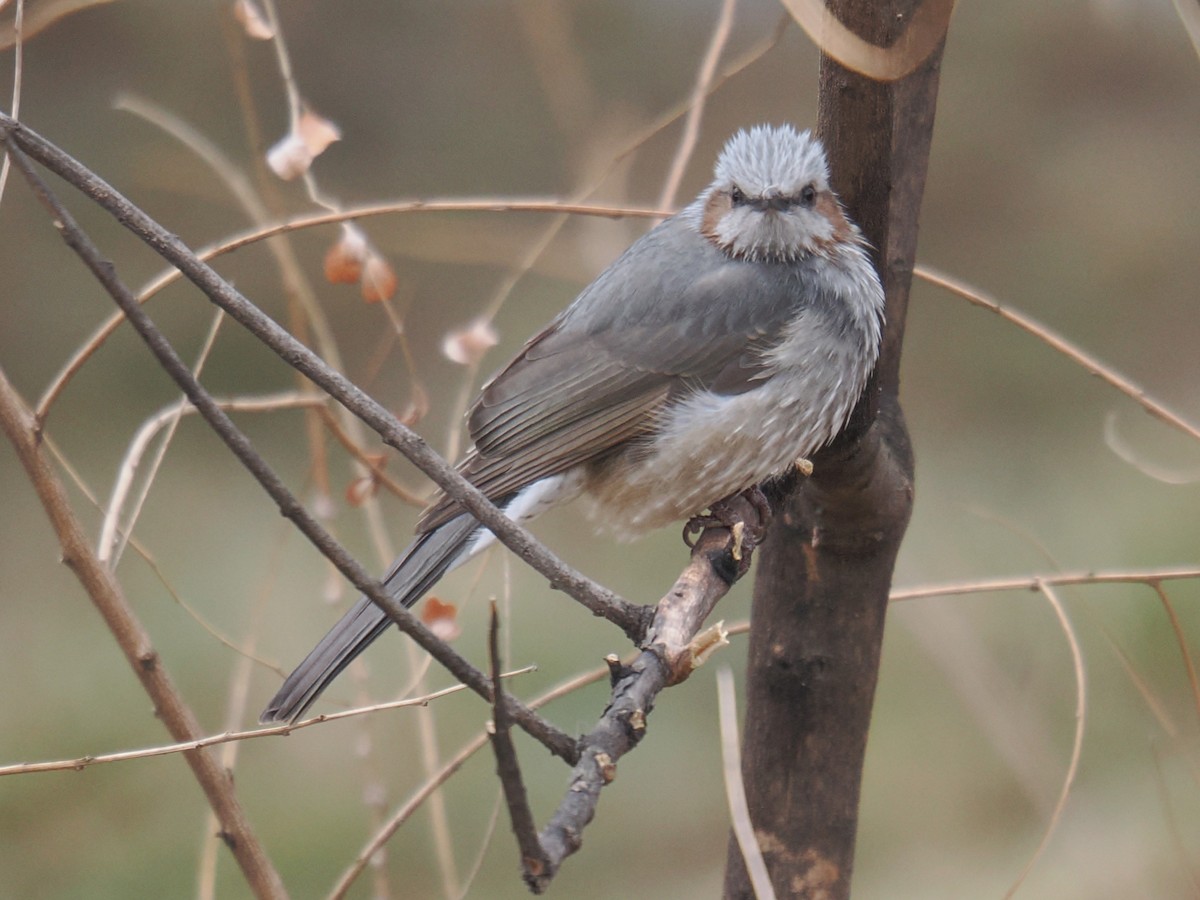 Brown-eared Bulbul - ML642968826