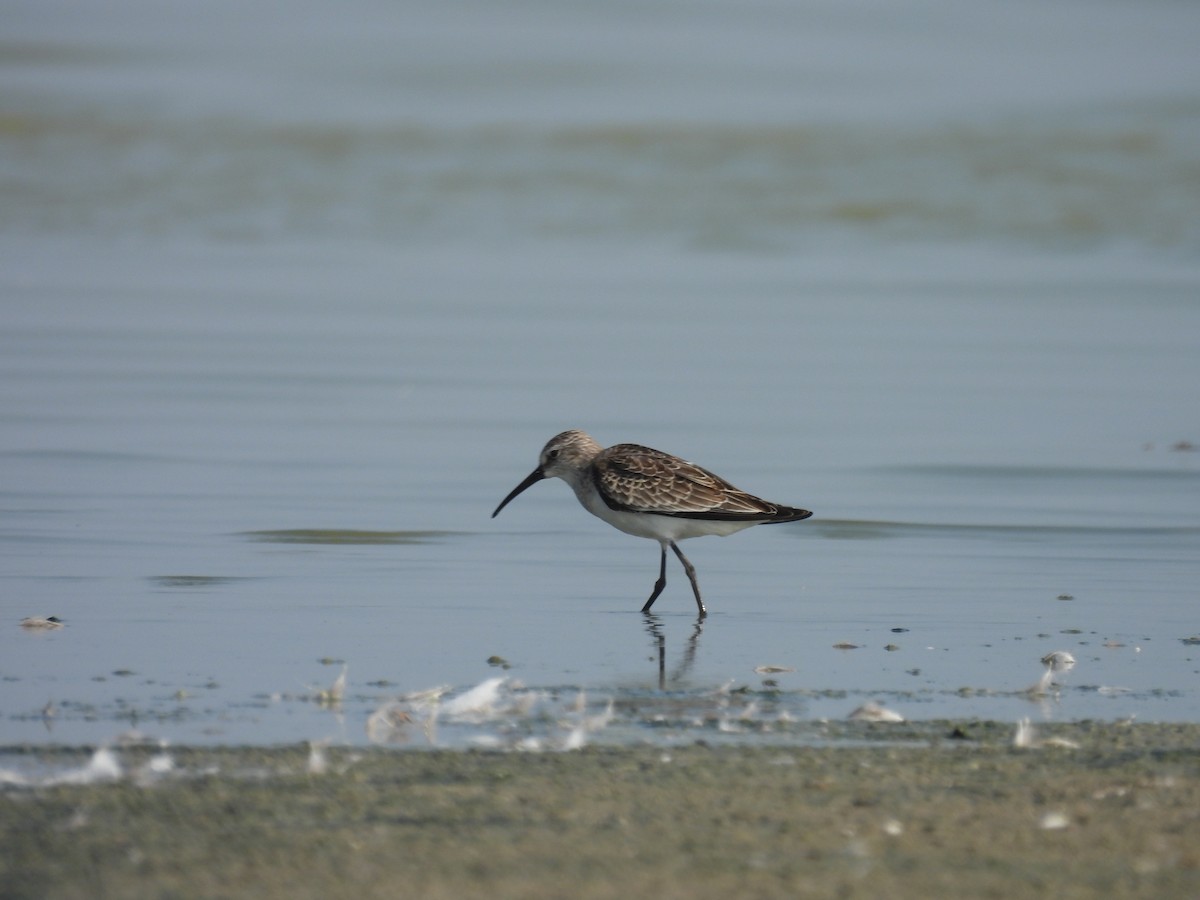 Sichelstrandläufer - ML642968844