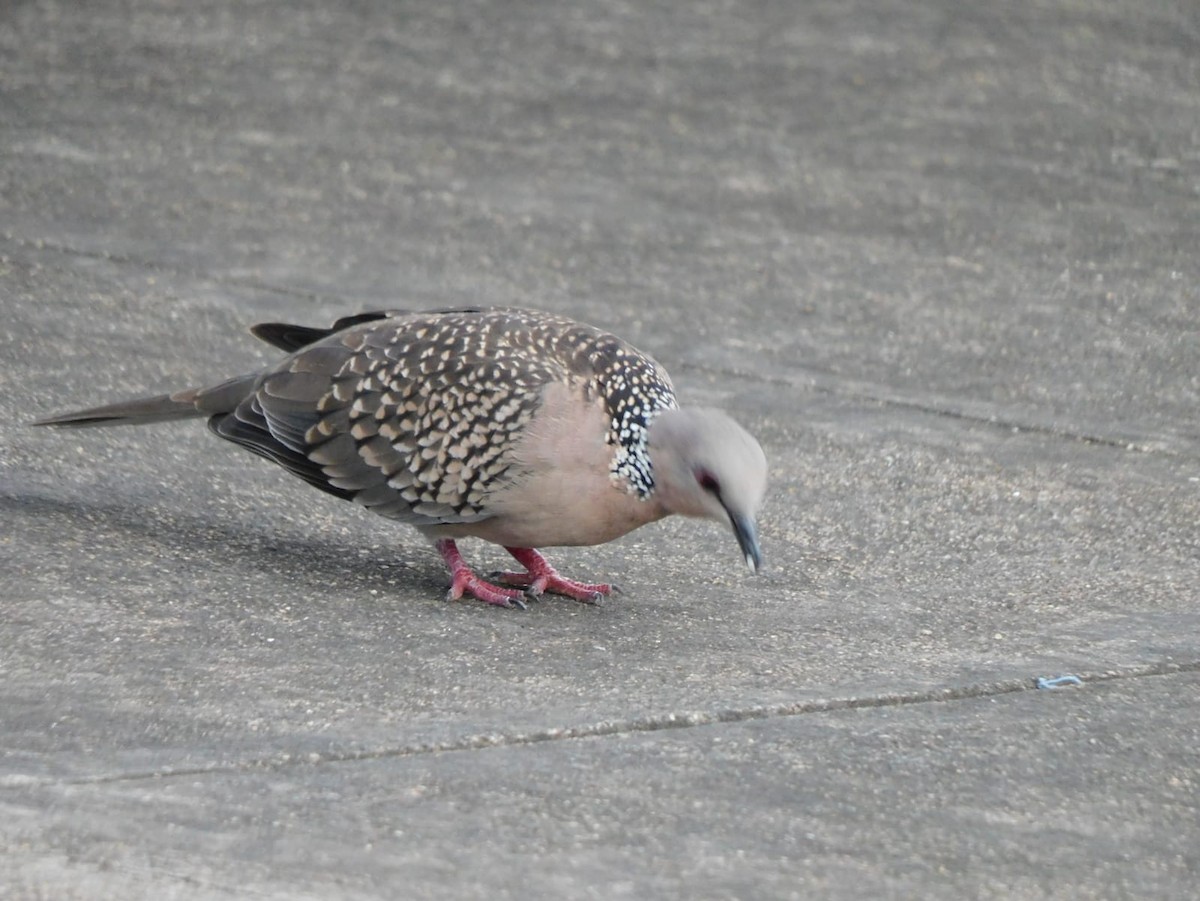 Spotted Dove - ML642968859