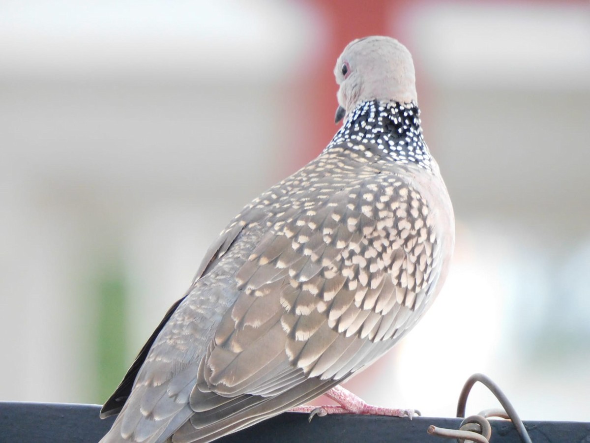 Spotted Dove - ML642968860