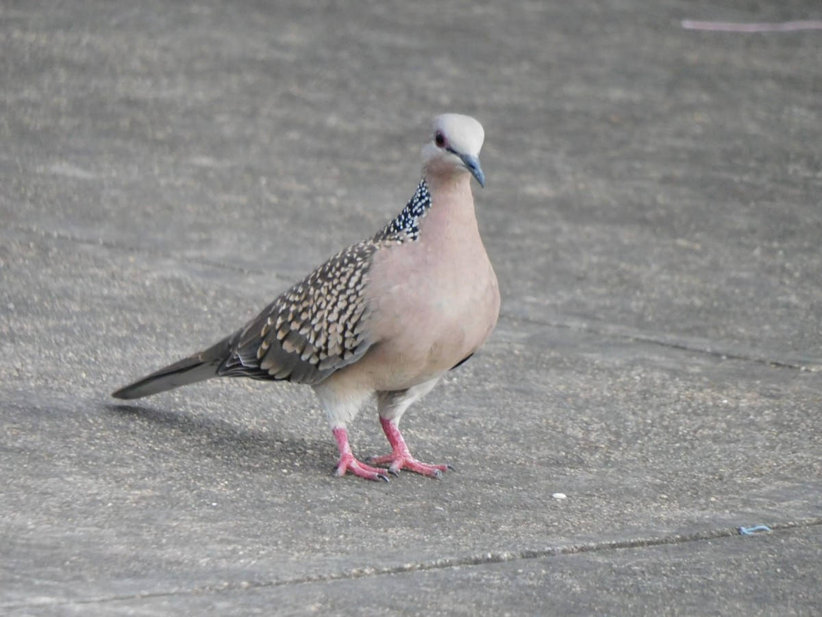 Spotted Dove - ML642968861