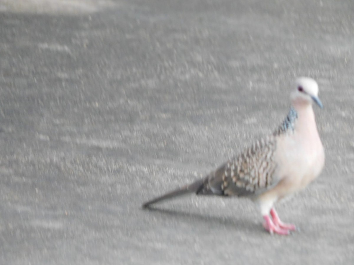 Spotted Dove - ML642968862