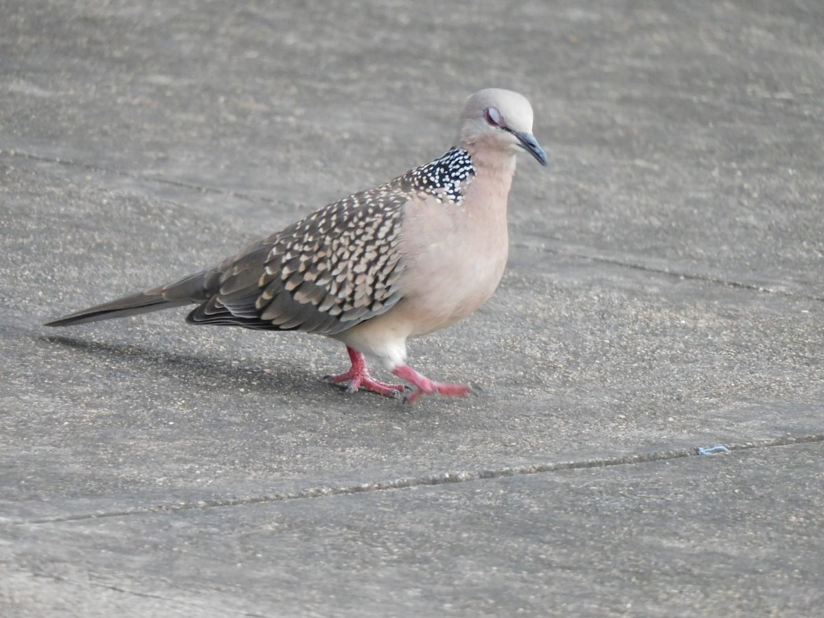 Spotted Dove - ML642968863
