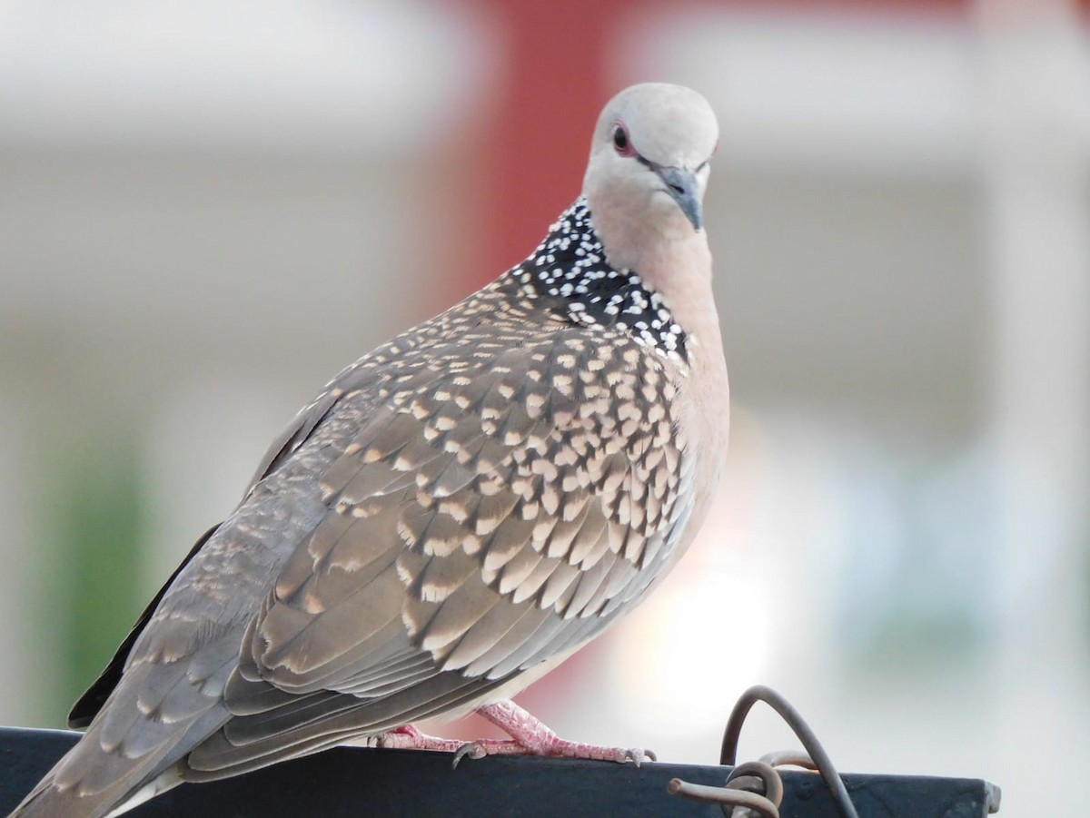 Spotted Dove - ML642968864