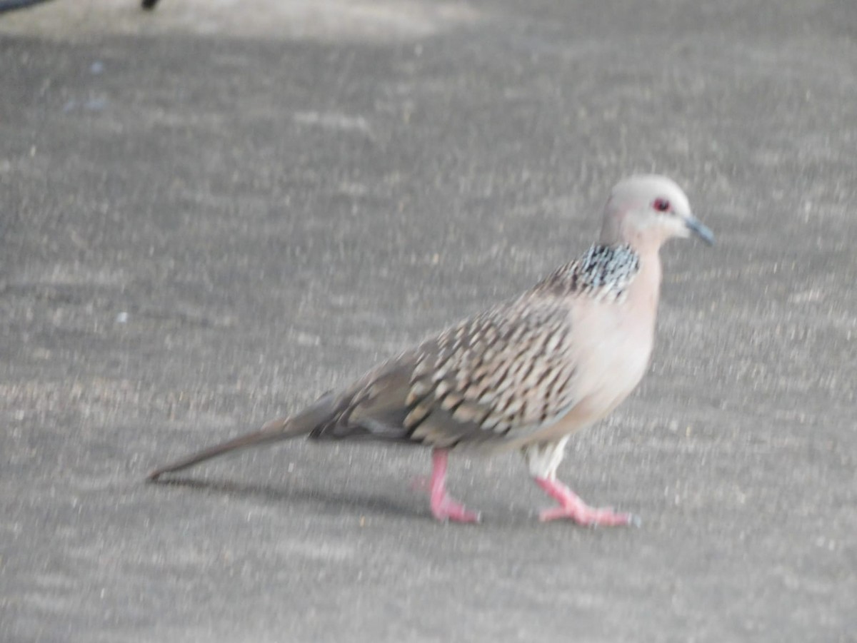Spotted Dove - ML642968865