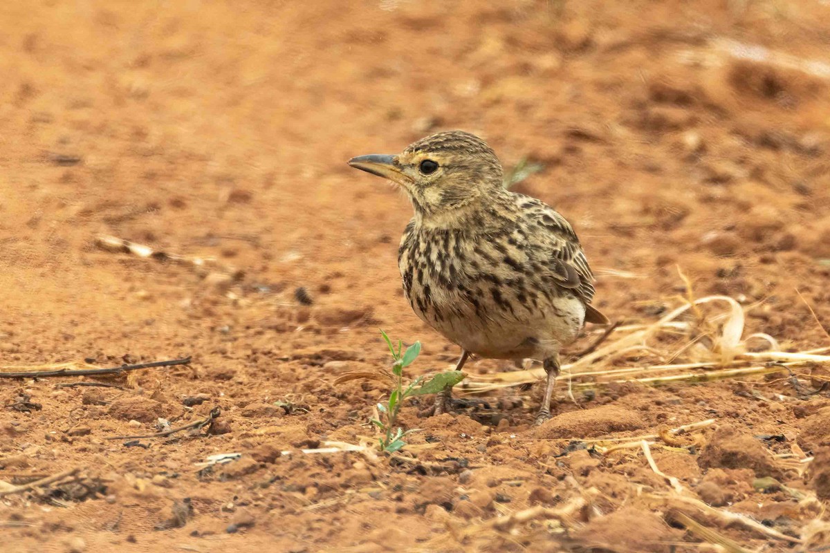 Large-billed Lark - ML642968866