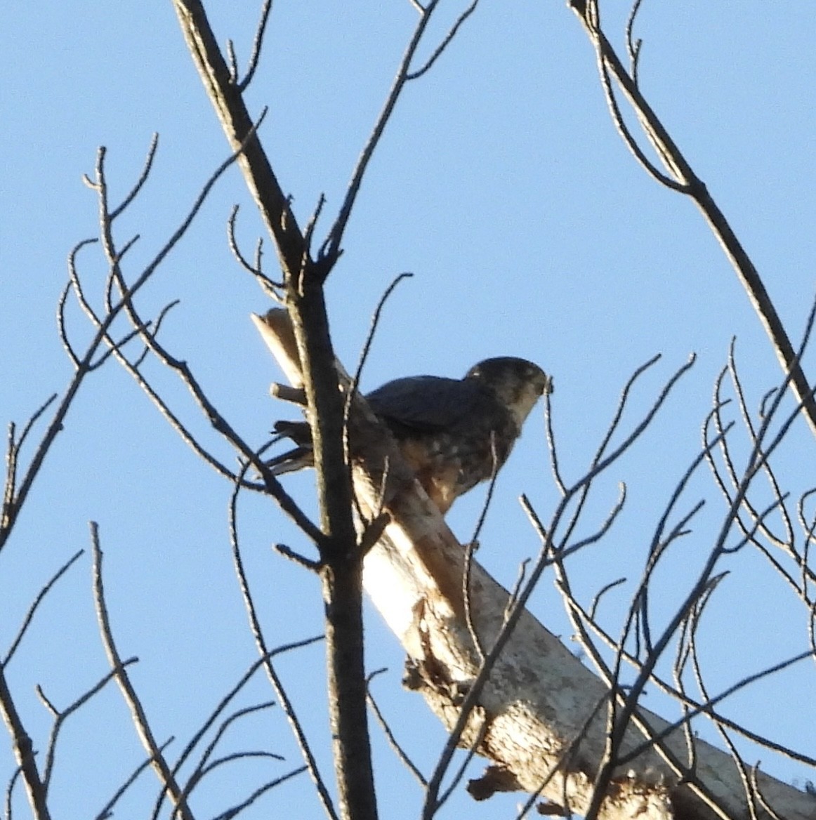 Merlin - ML642968870