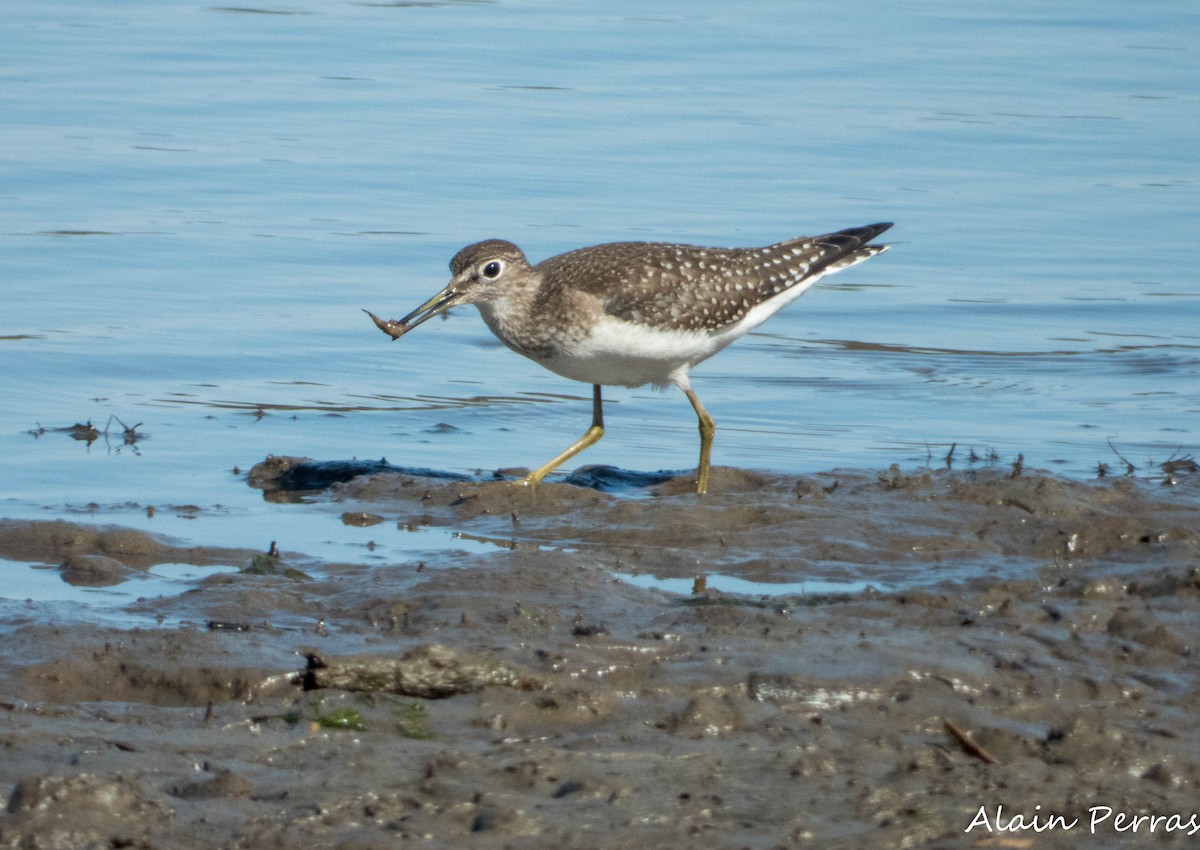Solitary Sandpiper - ML642968884