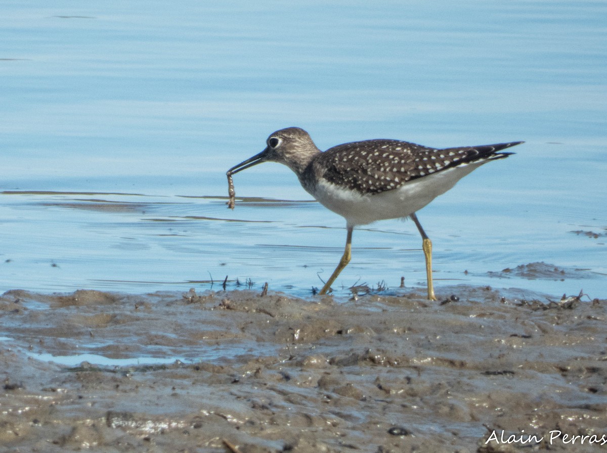 Solitary Sandpiper - ML642968885