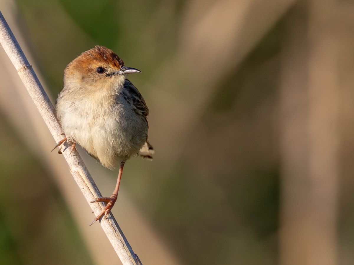 Levaillant's Cisticola - ML642968902