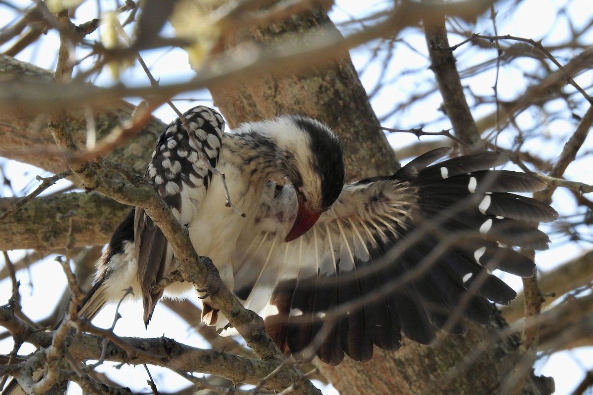 Southern Red-billed Hornbill - ML642968918
