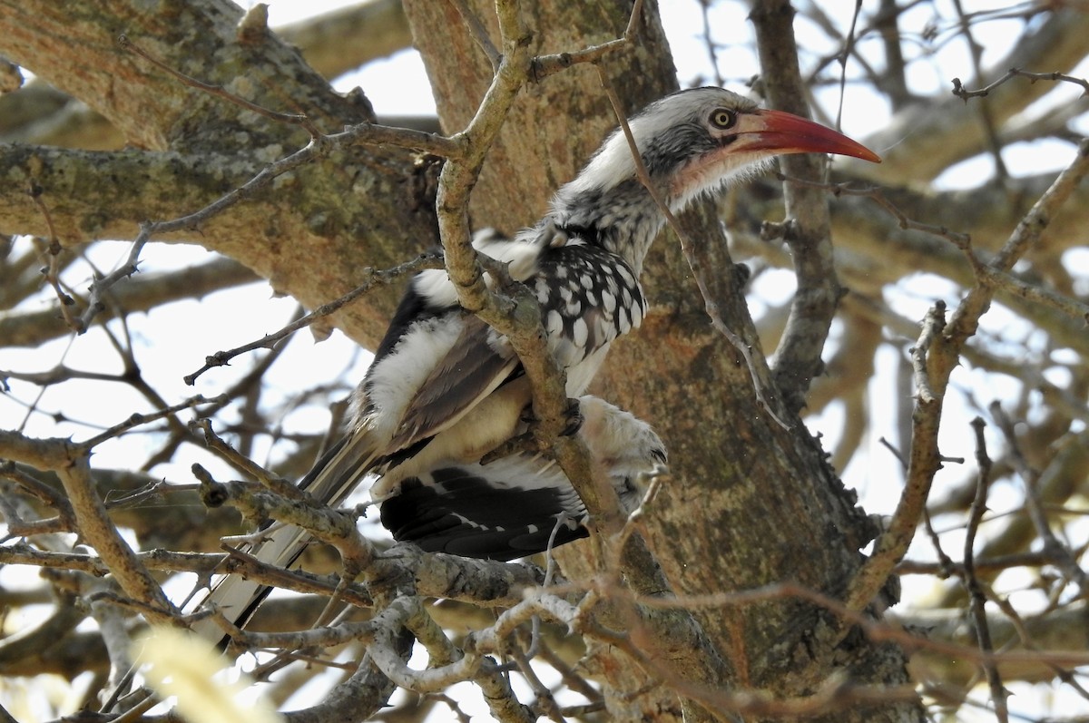 Southern Red-billed Hornbill - ML642968919