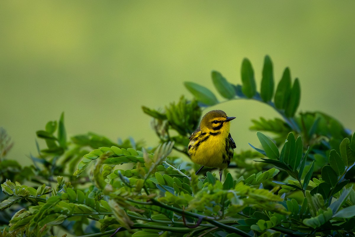 Prairie Warbler - ML642968944