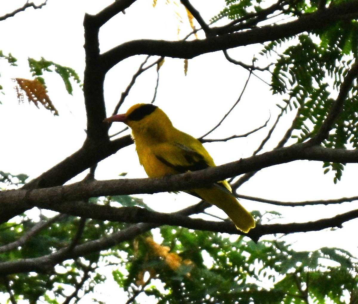 Black-naped Oriole - ML642968945