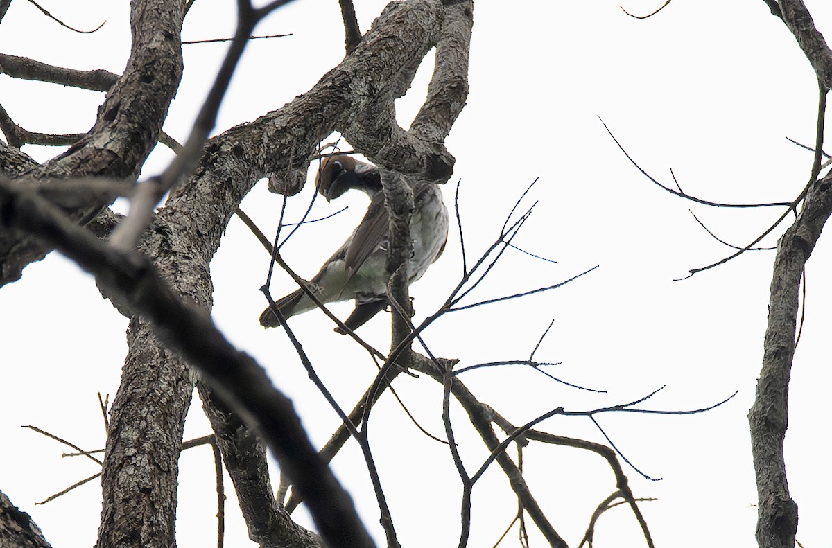 Bearded Bellbird - ML642968975