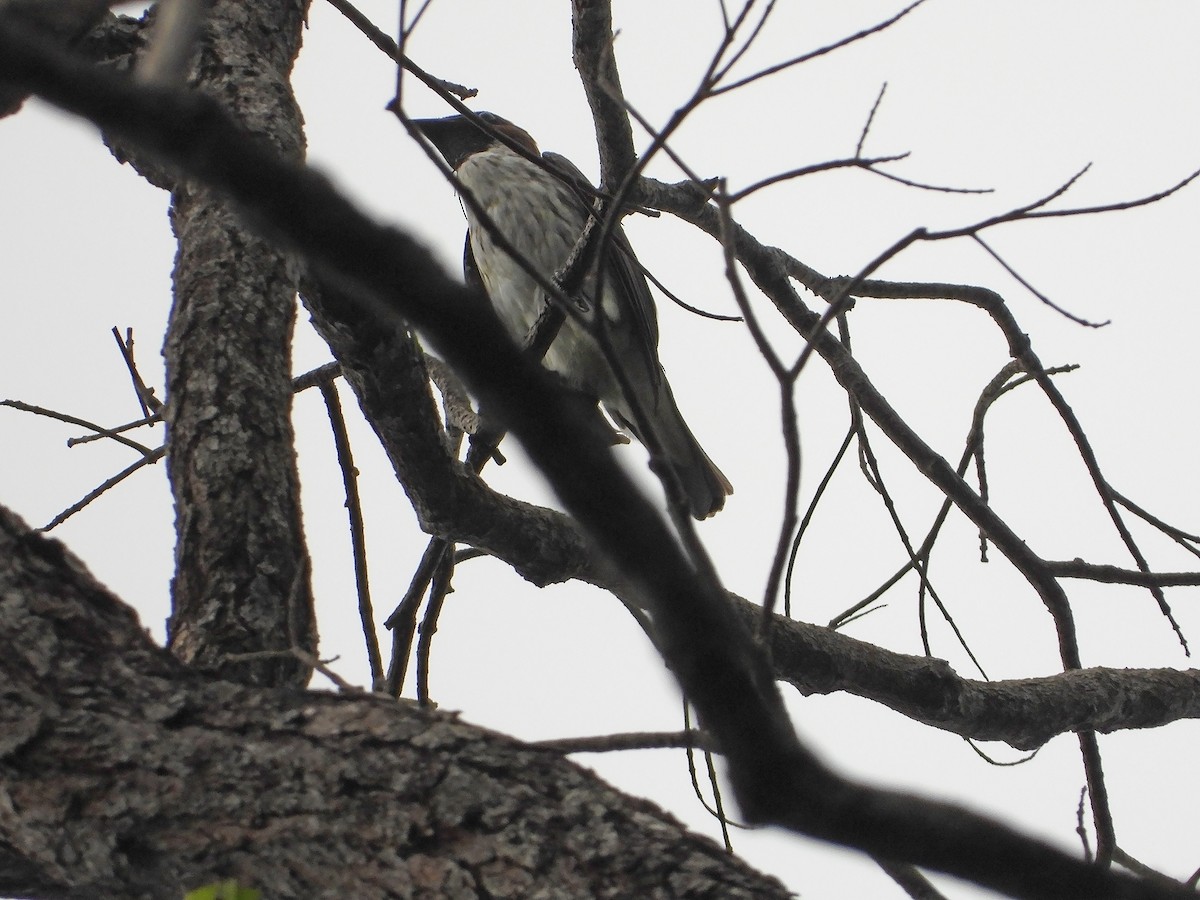 Bearded Bellbird - ML642968976