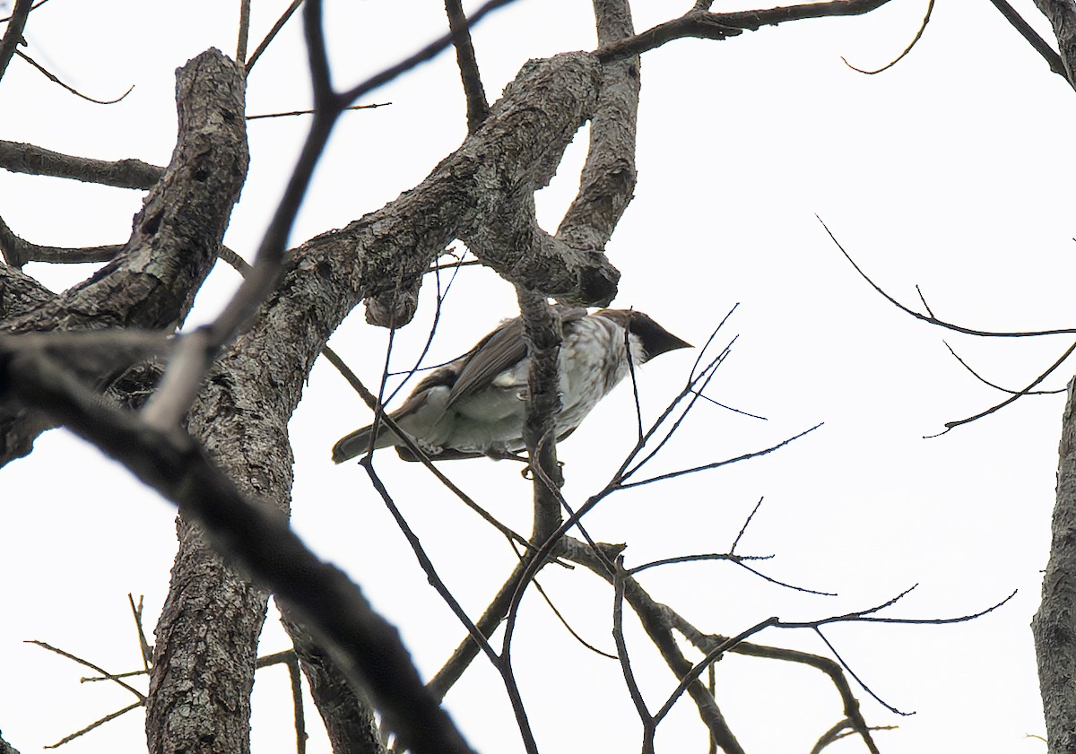 Bearded Bellbird - ML642968977