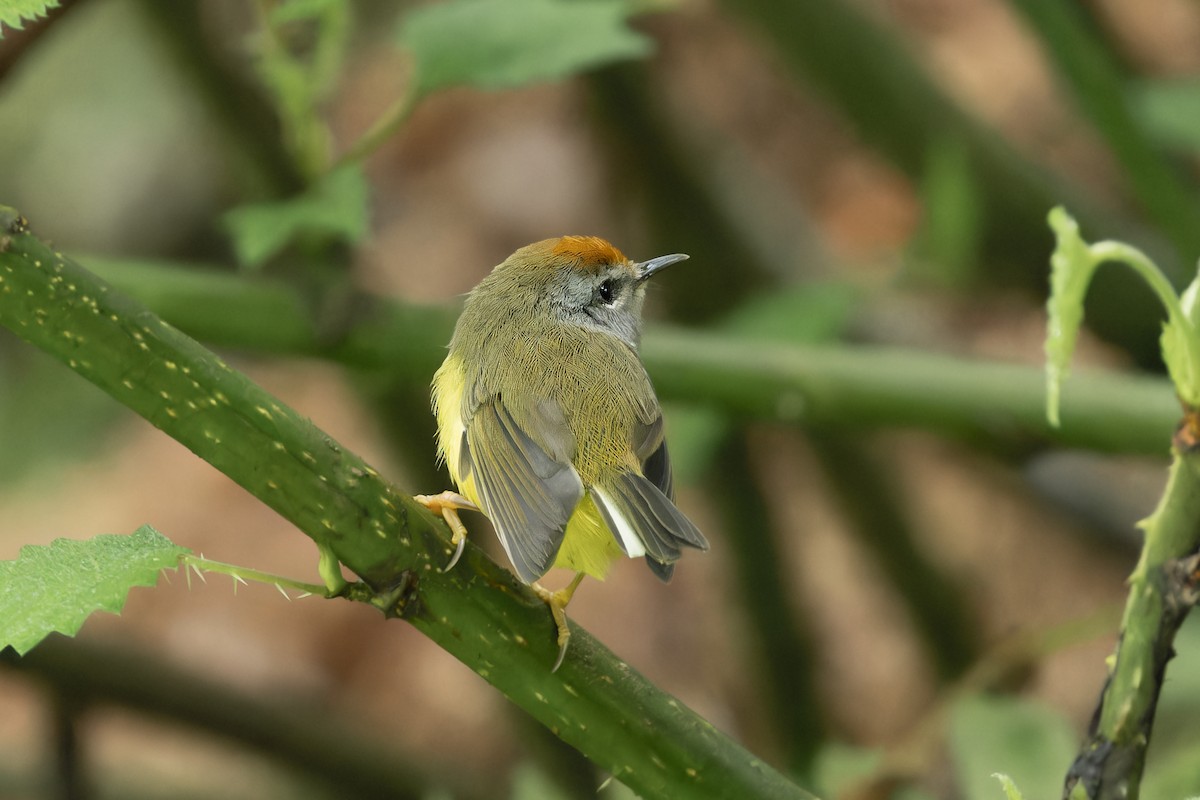 Broad-billed Warbler - ML642968999