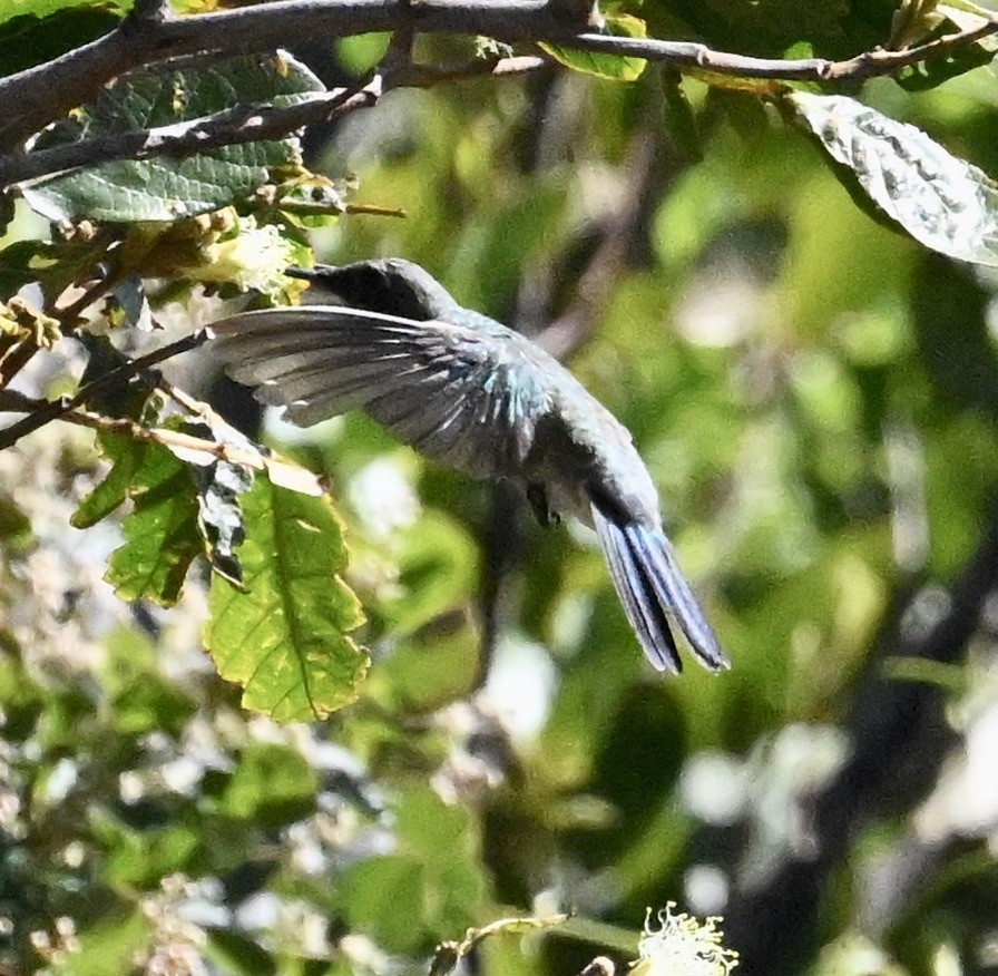 White-vented Violetear - ML642969005
