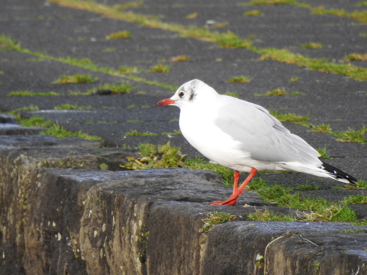 Black-headed Gull - ML642969012