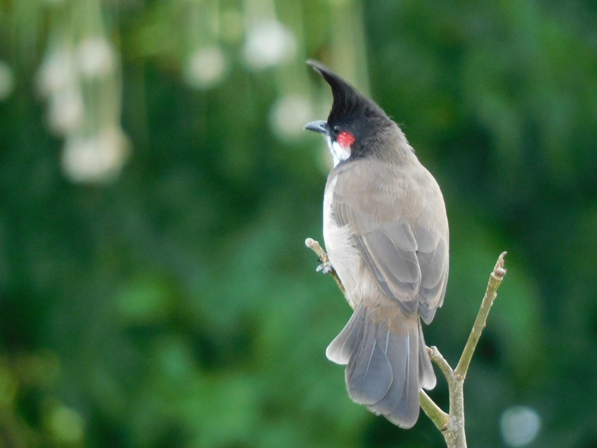 Bulbul orphée - ML642969013