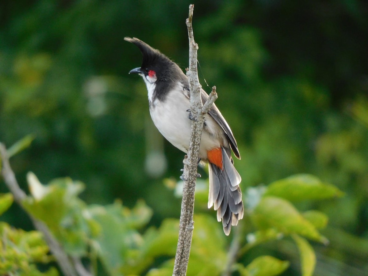 Bulbul orphée - ML642969014