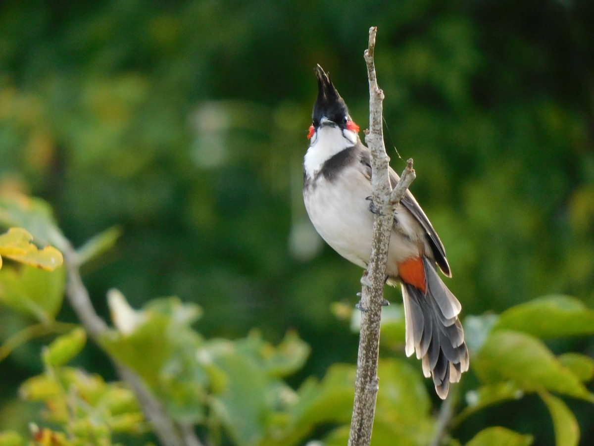 Bulbul orphée - ML642969015