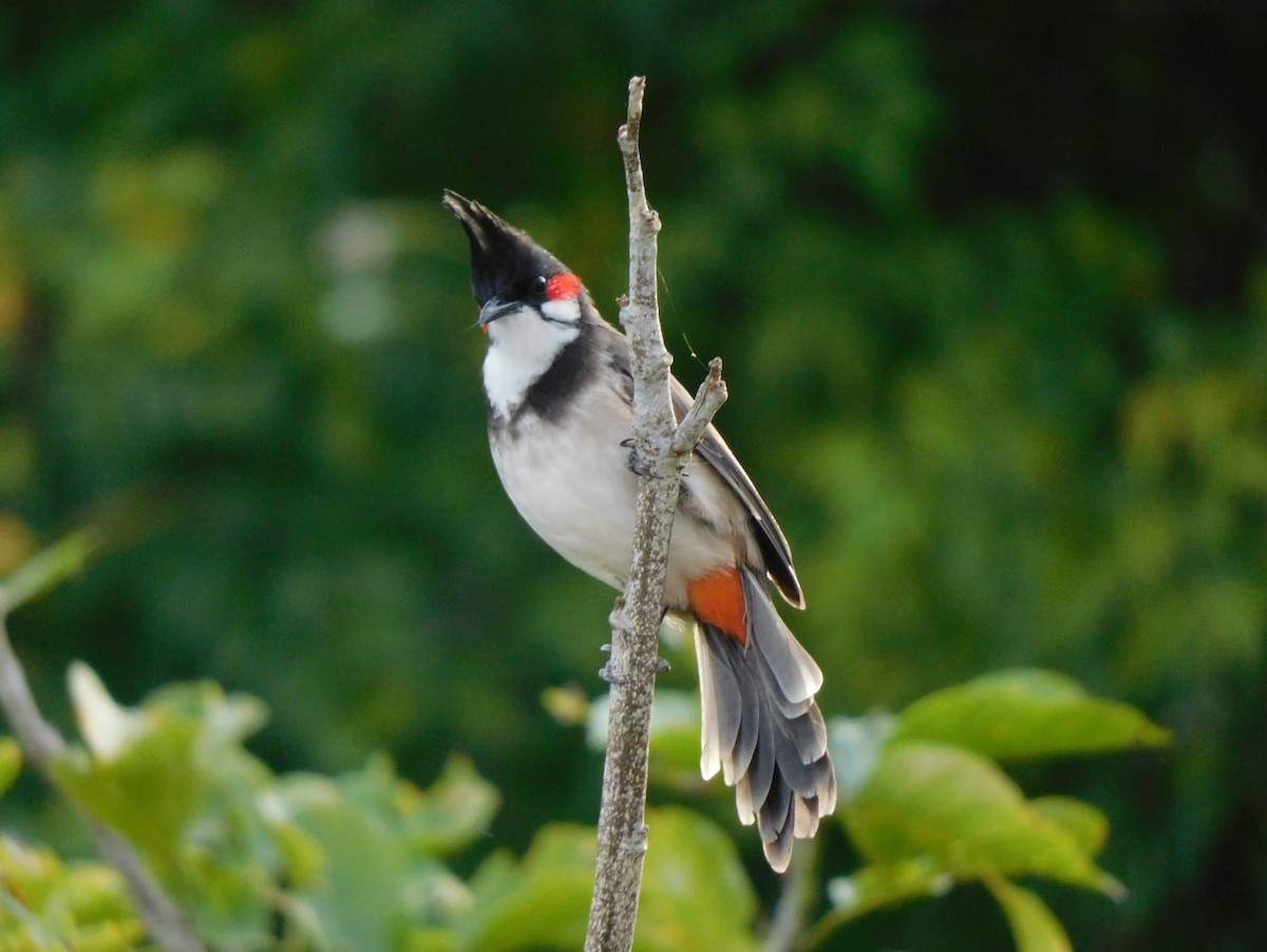 Bulbul orphée - ML642969016