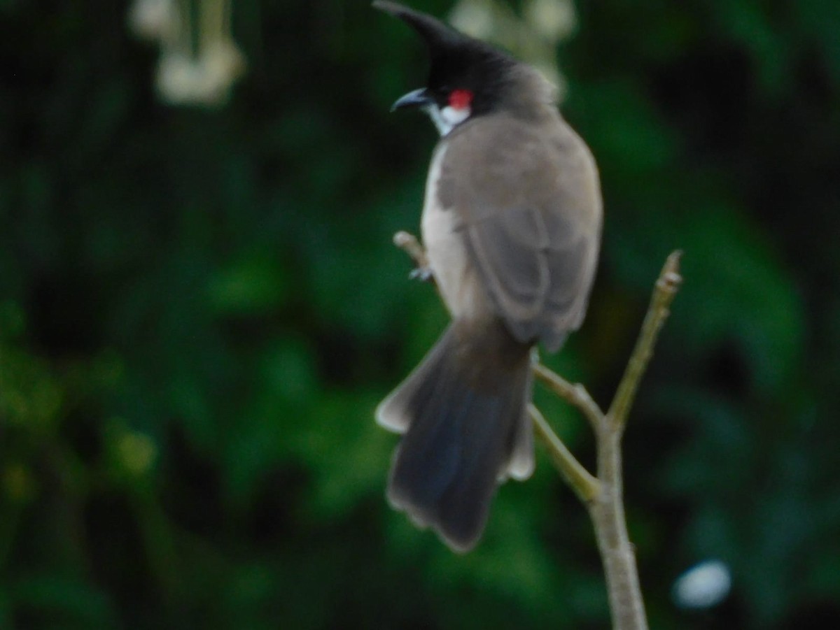 Bulbul orphée - ML642969017