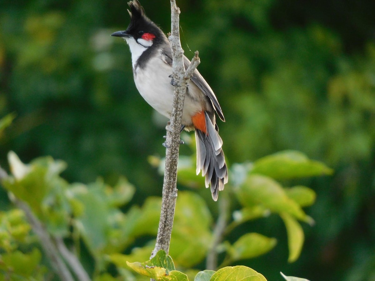 Bulbul orphée - ML642969018