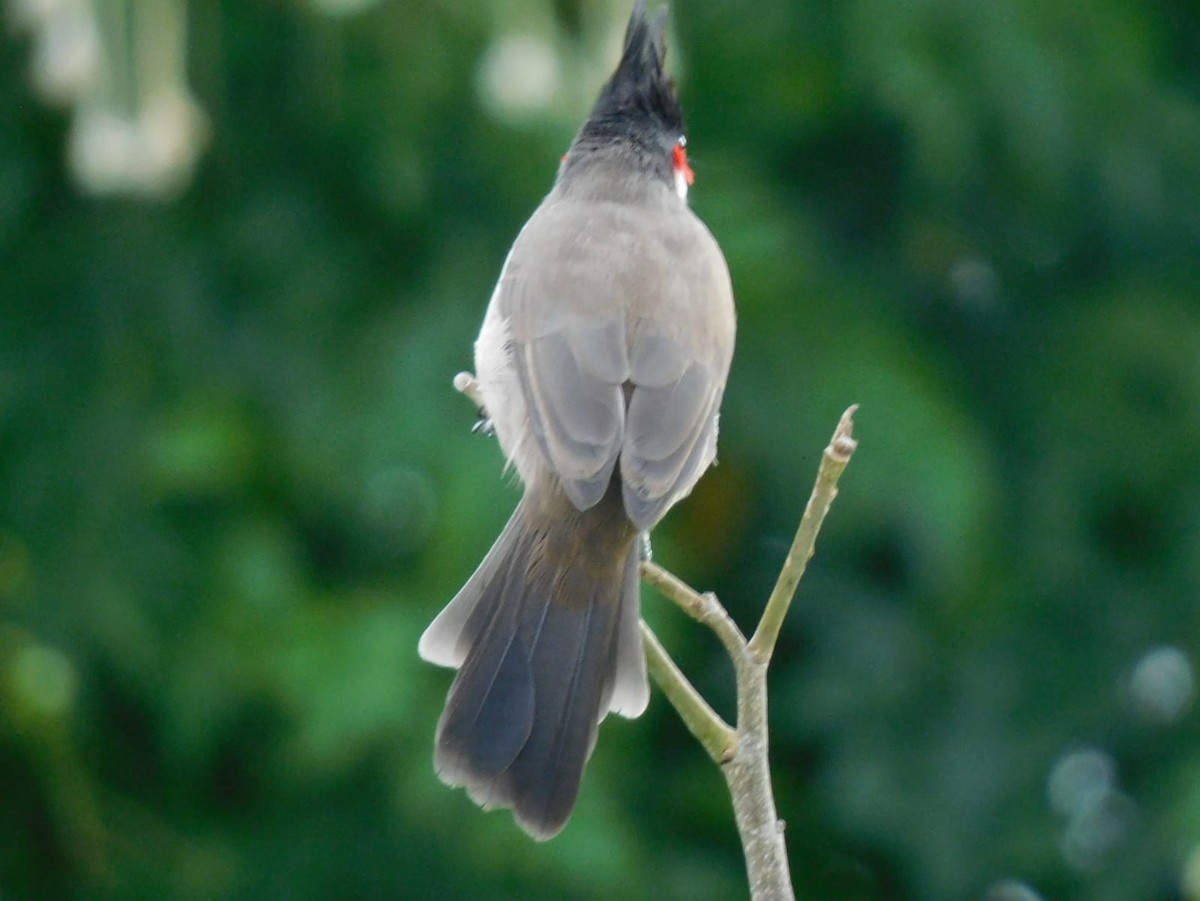 Bulbul orphée - ML642969019
