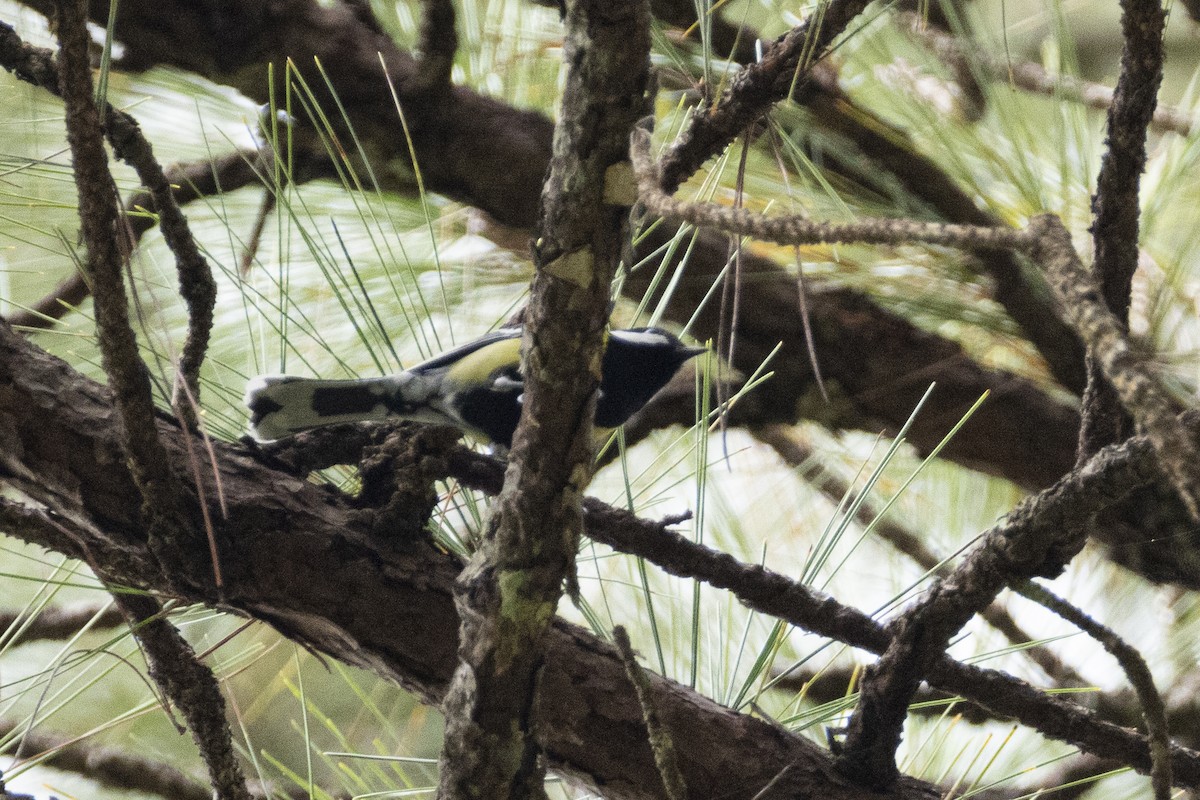 Green-backed Tit - ML642969022