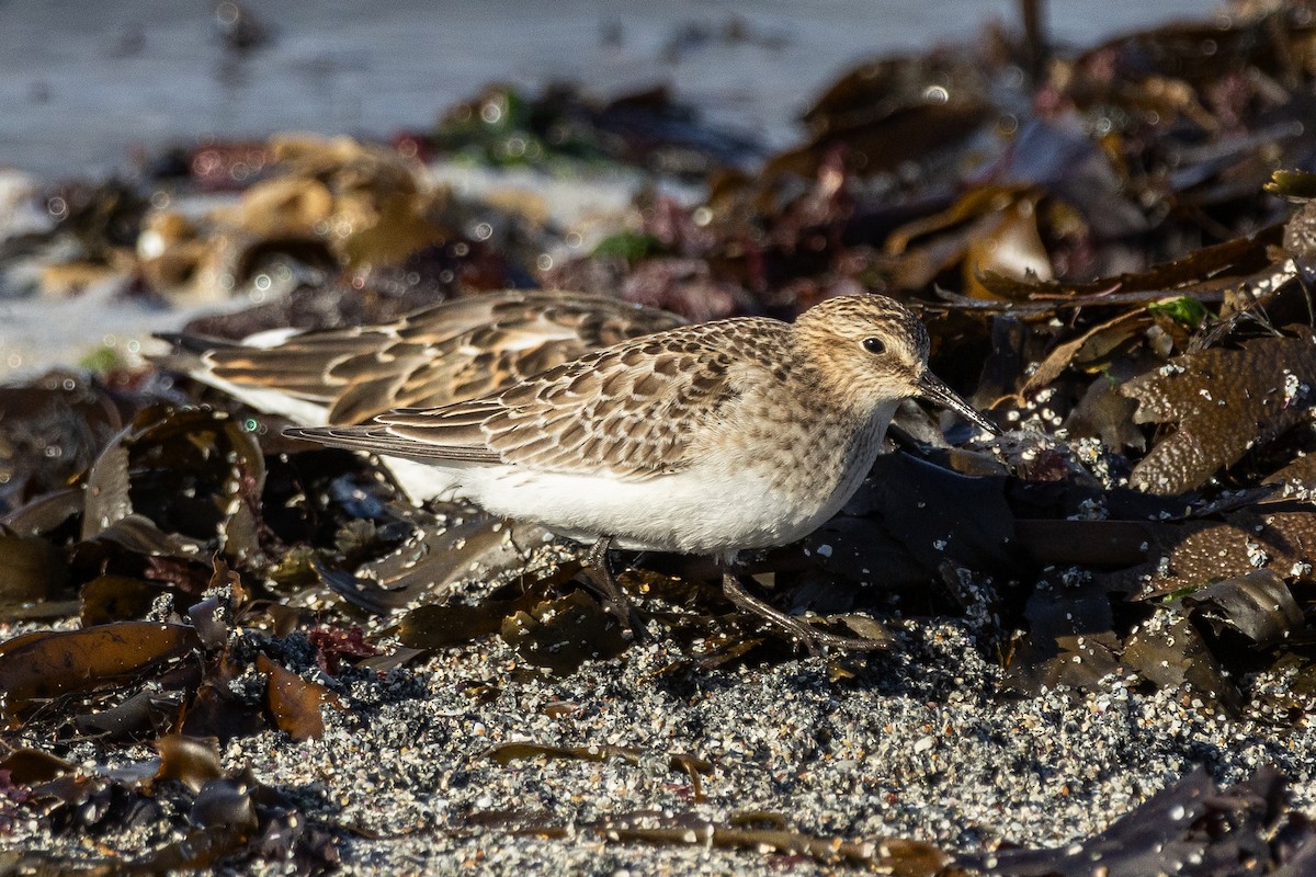 Baird's Sandpiper - ML642969026